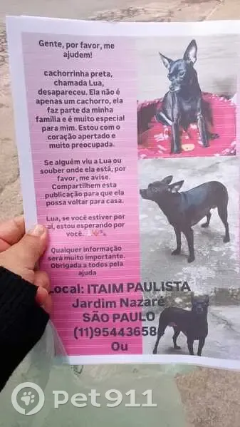 Cachorro perdido Fêmea (brl002961) - photo