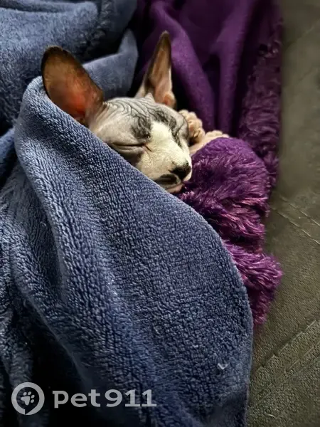 Perdido gato hembra, Sevilla - photo