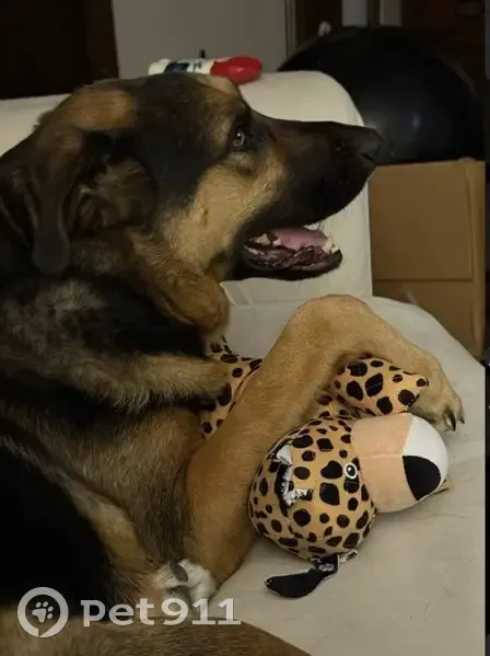 Lost dog, Afshari Drive, 340, Florissant - male, black collar - photo