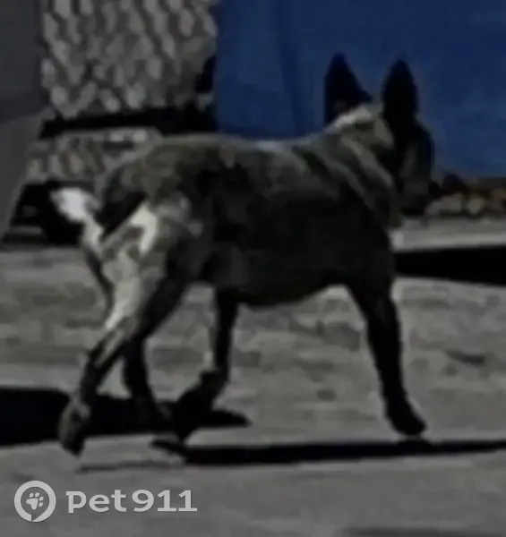 Lost dog, 11th Avenue, 349, Salt Lake City - Blue Heeler, may be limping - photo