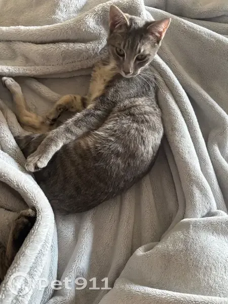 Lost cat, Ingram Road, 2201, Duluth - female, pregnant - photo