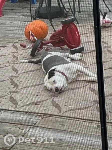 Lost dog, North Tampa Street, 347-387, Tampa, Tampa - female, pink collar - photo