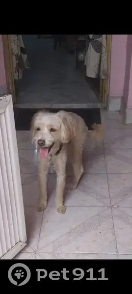 Perro perdido macho, Avenida José López Portillo, 156, San Francisco Coacalco, Mexico City - perro mayor con placa - photo