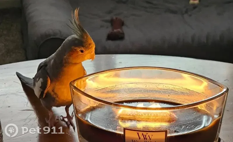 Lost bird, Cannon Street, Hastings, Shakopee — female cockatiel Hazel - photo