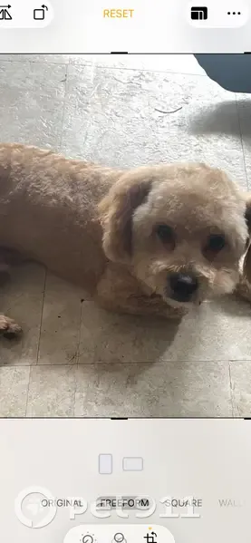 Lost dog, New York Avenue, Arlington - beige and brown poodle/shih tzu mix - photo