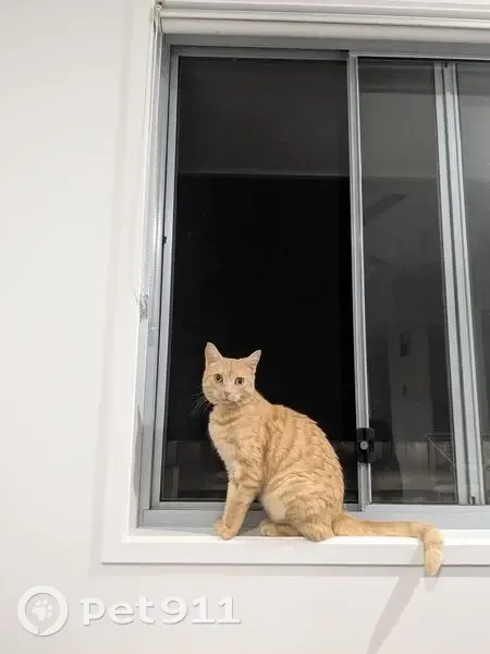 Lost cat, Pope Avenue, 4, Sunshine Coast, Brisbane - female ginger cat with big yellow eyes - photo