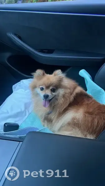Perdido perro hembra en Calle El Iiwi, 12, Marbella, San Pedro de Alcantara - lleva chip - photo