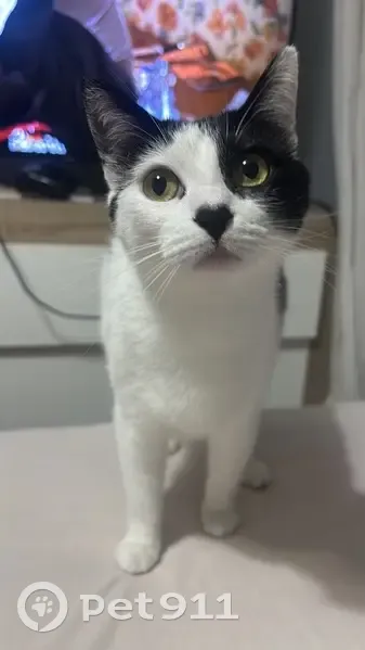 Gato perdido hembra, Barrio Cobranes, 17, Sama - photo