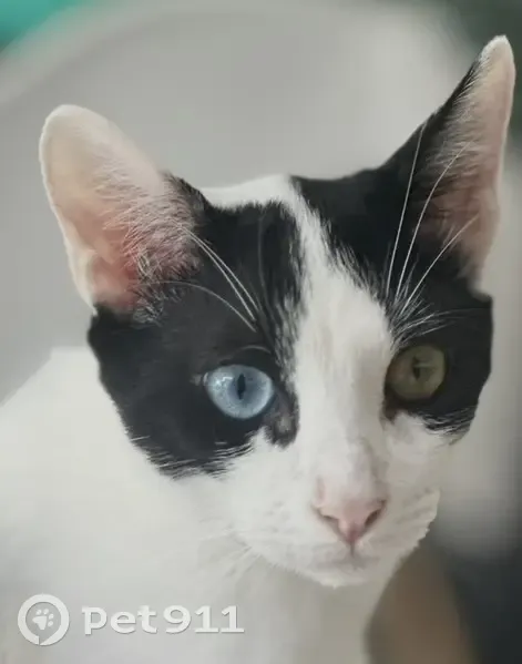 Perdido gato masculino, Avinguda del País Valencià, 110, Bétera, Burjassot - un ojito de cada color - photo
