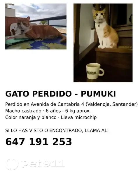 Perdido gato masculino, Avenida de Cantabria, 4, Santander - naranja, con chip - photo