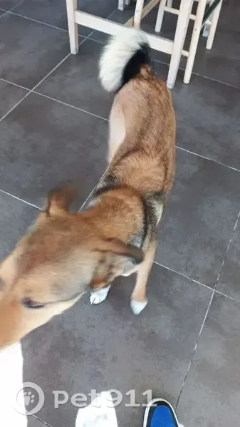 Chien trouvé mâle, Avenue d'Ingril, 66, Frontignan - très gentil, bien dressé - photo