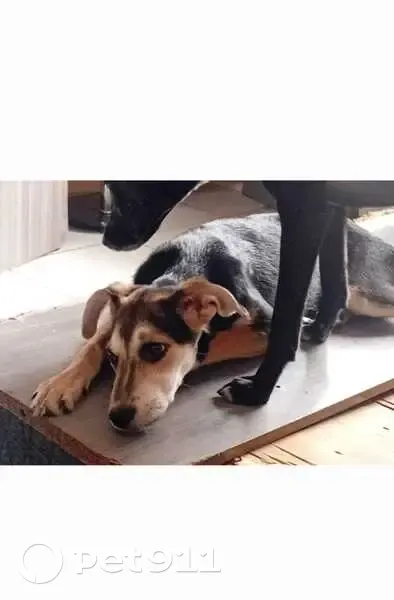 Cachorro perdido Fêmea (brl002965) - photo
