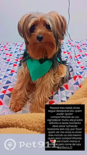 Cachorro perdido Macho (brl002966) - photo
