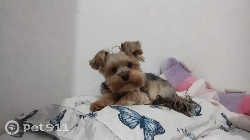 Cachorro perdido Fêmea (brl002967) - photo