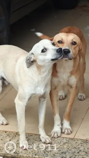 Cachorro encontrado Macho (brf002969) - photo