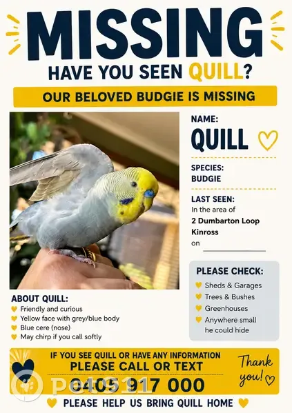 Lost bird, Rutherglen Circle, Joondalup, Wanneroo - male, light blue and grey with bright yellow face and blue nose - photo