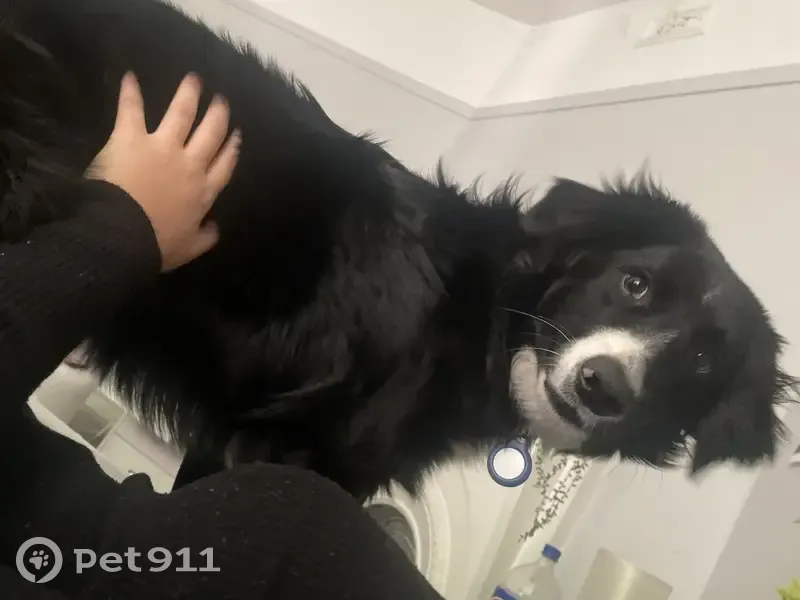 Lost dog, Invermay Road, 149, Launceston - male, blue collar - photo