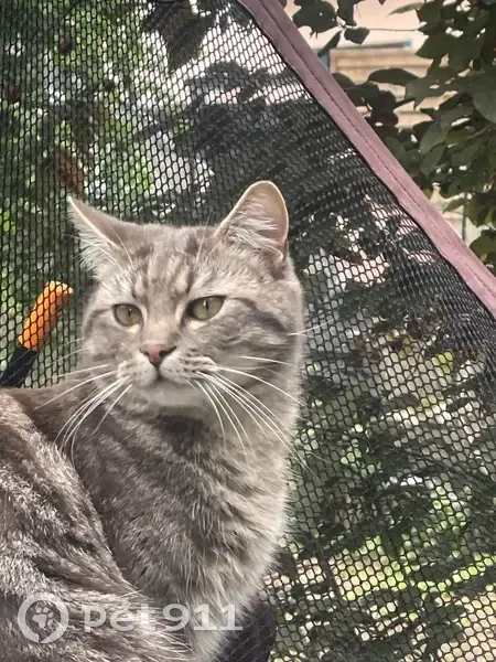 Chat perdu mâle, Chemin de la Glacière, Brunoy — mâle castré, 1 an - photo