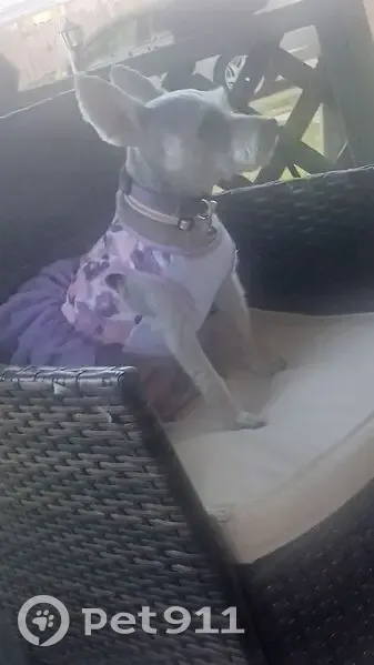 Lost dog, Grimes, Alabama, Opp - female schnauzer, needs medication - photo