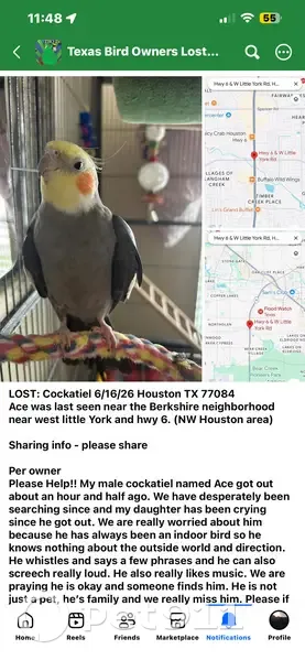 Lost bird, male, Fleethaven Lane, Texas, Houston — sings and whistles - photo