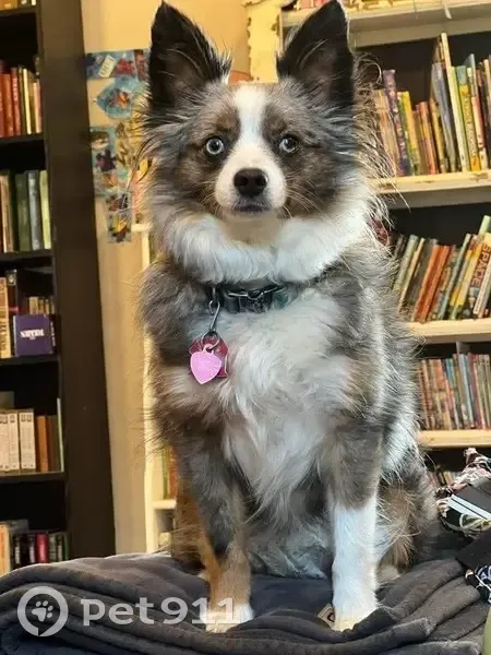 Lost dog, North Classen Boulevard, 2425, Oklahoma City - female, very timid - photo