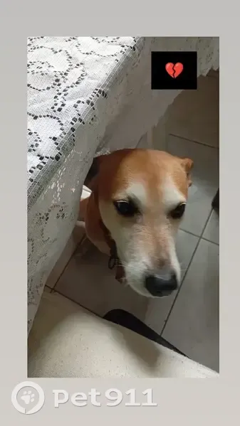 Cachorro perdido Macho (brl002972) - photo