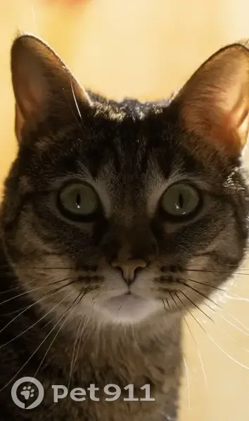Perdido gato hembra, Carretera de Málaga, 59, Granada - atigrada con ojos verdes - photo