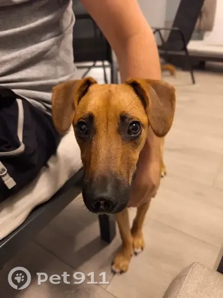 Perdido perro hembra, Carretera Almensilla, 9P, Palomares del Río, Mairena del Aljarafe — marrón, tamaño mediano - photo