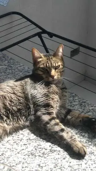 Gato desaparecido Macho (brl002974) - photo