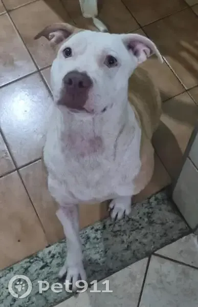 Cachorro perdido Fêmea (brl002975) - photo