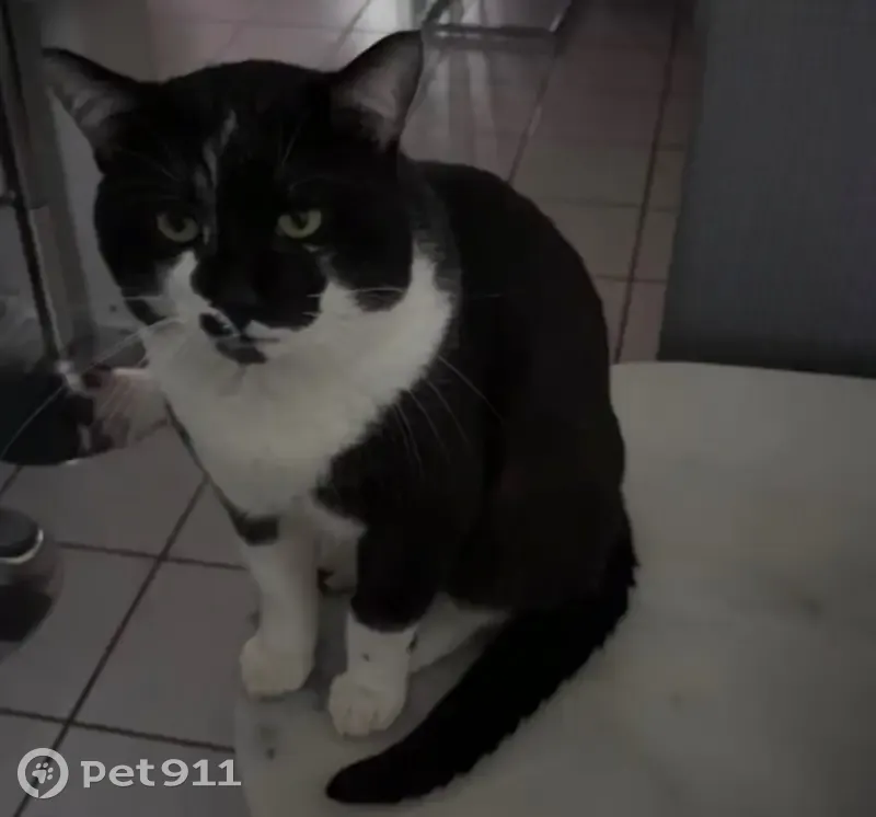 Chat perdu mâle, Bron, Auvergne-Rhône-Alpes, Paris - très gourmand et curieux - photo