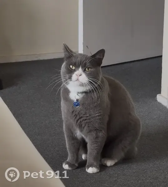 Lost cat, Rochdale Drive, 6, Knox - male, gray and white, little chubby - photo