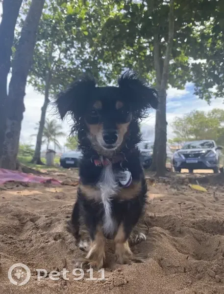 Cachorro perdido Fêmea (brl002976) - photo