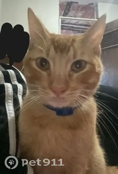 Gato perdido macho, Del Alhelí, 994, San Nicolás de los Garza, San Nicolas de los Garza - collar azul y pelaje amarillo - photo