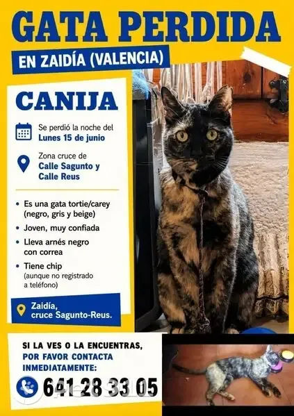 Perdido gato hembra, Carrer de Pepita, 13, Valencia — tricolor, con arnés negro y correa, esterilizada - photo