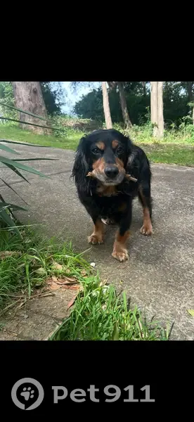 Lost dog, Dillwynnia Grove, Sydney - male cocker spaniel with a red collar - photo