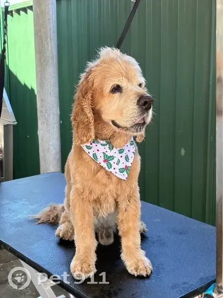 Lost dog, Norah Head, New South Wales, Sydney - male, 15 years old, very deaf - photo