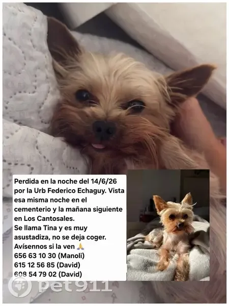 Perdido perro hembra, Carretera Dos Hmnos Monteq, 119, Dos Hermanas - se llama Tina - photo