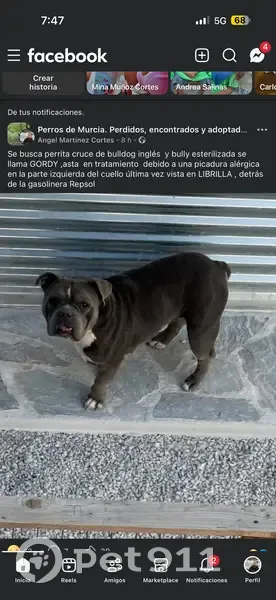Perdido perro hembra, Diseminado las Piezas, 40, Librilla, Alcantarilla - perrita gris con herida en el cuello - photo