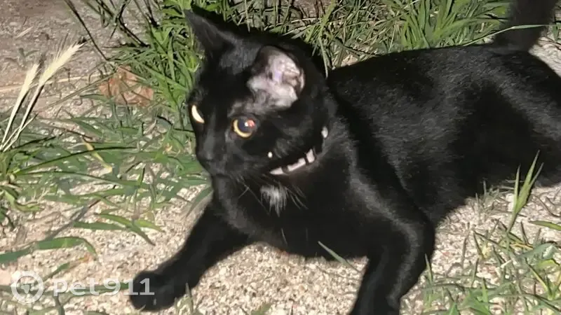 Gato encontrado, Mataro (sf496420) - photo