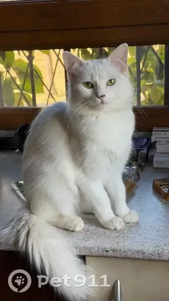 Perdido gato hembra, Mataelpino, Comunidad de Madrid, City Center - pelo blanco y largo - photo