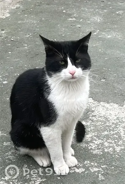 Perdido gato macho, Calle Santo Ángel, Aviles - tiene un año y está castrado - photo