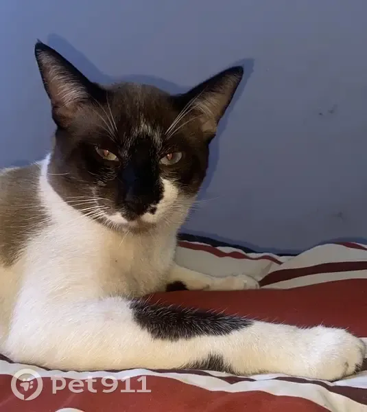 Perdido gato macho, Avenida Presidente Médici, Osasco - marrom, patas brancas e olho azul - photo