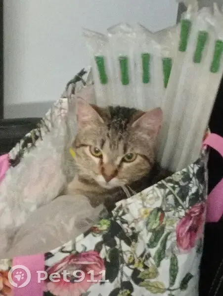 Perdido gato hembra, Jerez de la Frontera, Andalucía, Pozuelo de Alarcon - atigrada con collar amarillo - photo