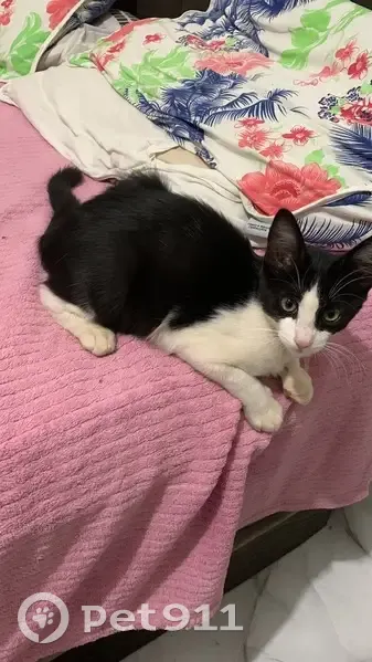 Perdido gato macho, Avenida Júlia Abrão Cury, 526 - photo