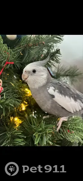 Lost bird, Hurricane Road, 181, Falmouth - male, white and gray/silver - photo
