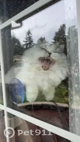 Lost cat, Southeast 70th Street, 11525, Newcastle - female, white & grey Persian mix - photo