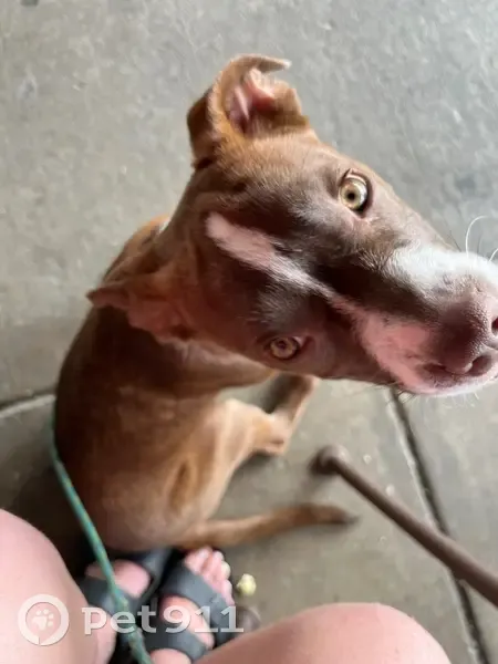 Lost dog, Shroyer Road, 2818, Dayton - puppy - photo