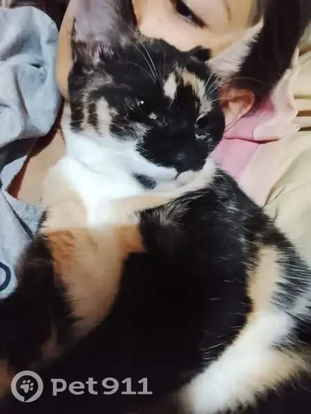 Perdido gato fêmea, Rua Décio Ribeiro Borges, 56 - porte pequeno, pelagem tricolor escamada - photo