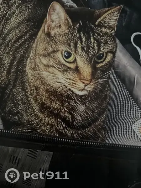 Perdido gato hembra, Paseo de la Estación, 48, Salamanca - se llama Chiquita - photo